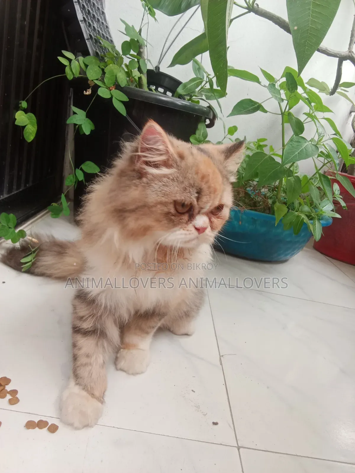6-12 Months Female Purebred Persian