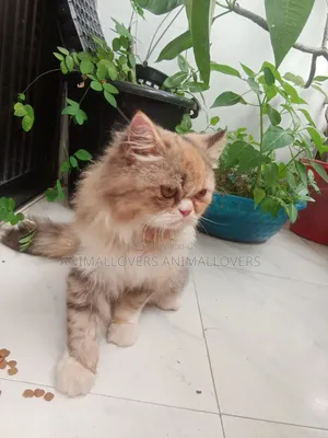 6-12 Months Female Purebred Persian