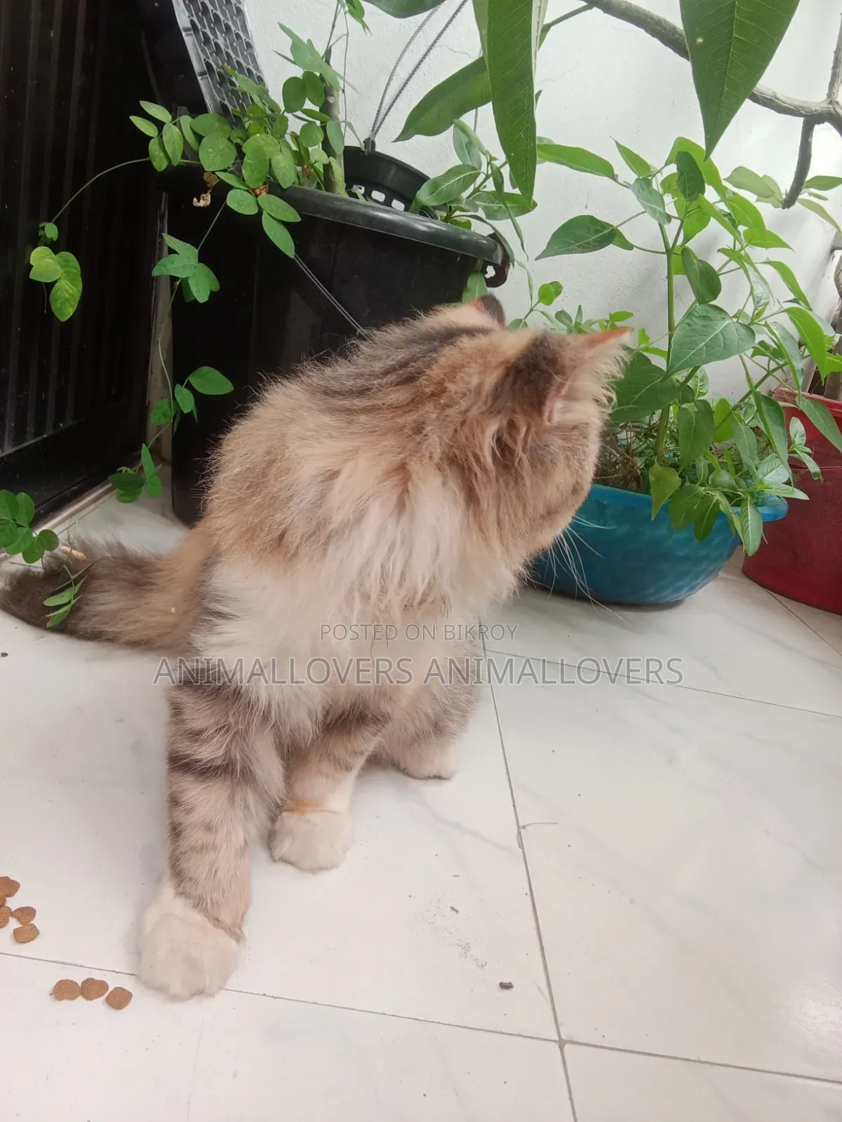 6-12 Months Female Purebred Persian