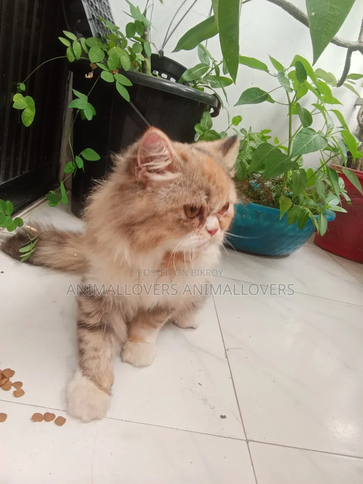 6-12 Months Female Purebred Persian