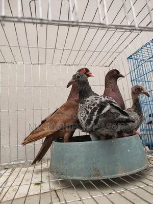 Red Pigeon Pair
