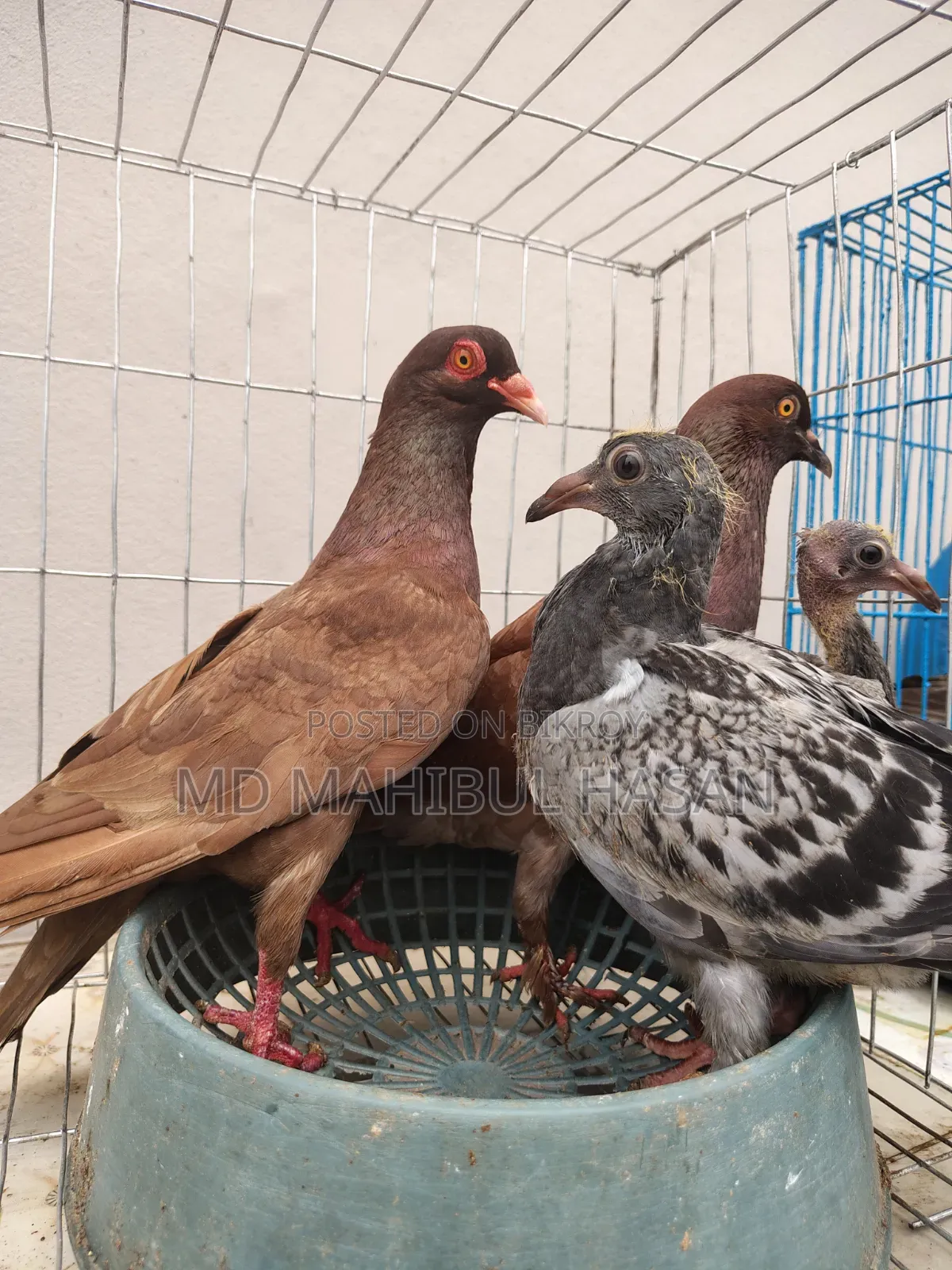 Red Pigeon Pair