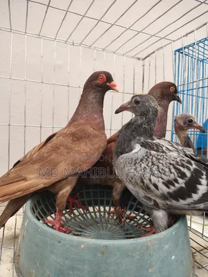 Red Pigeon Pair