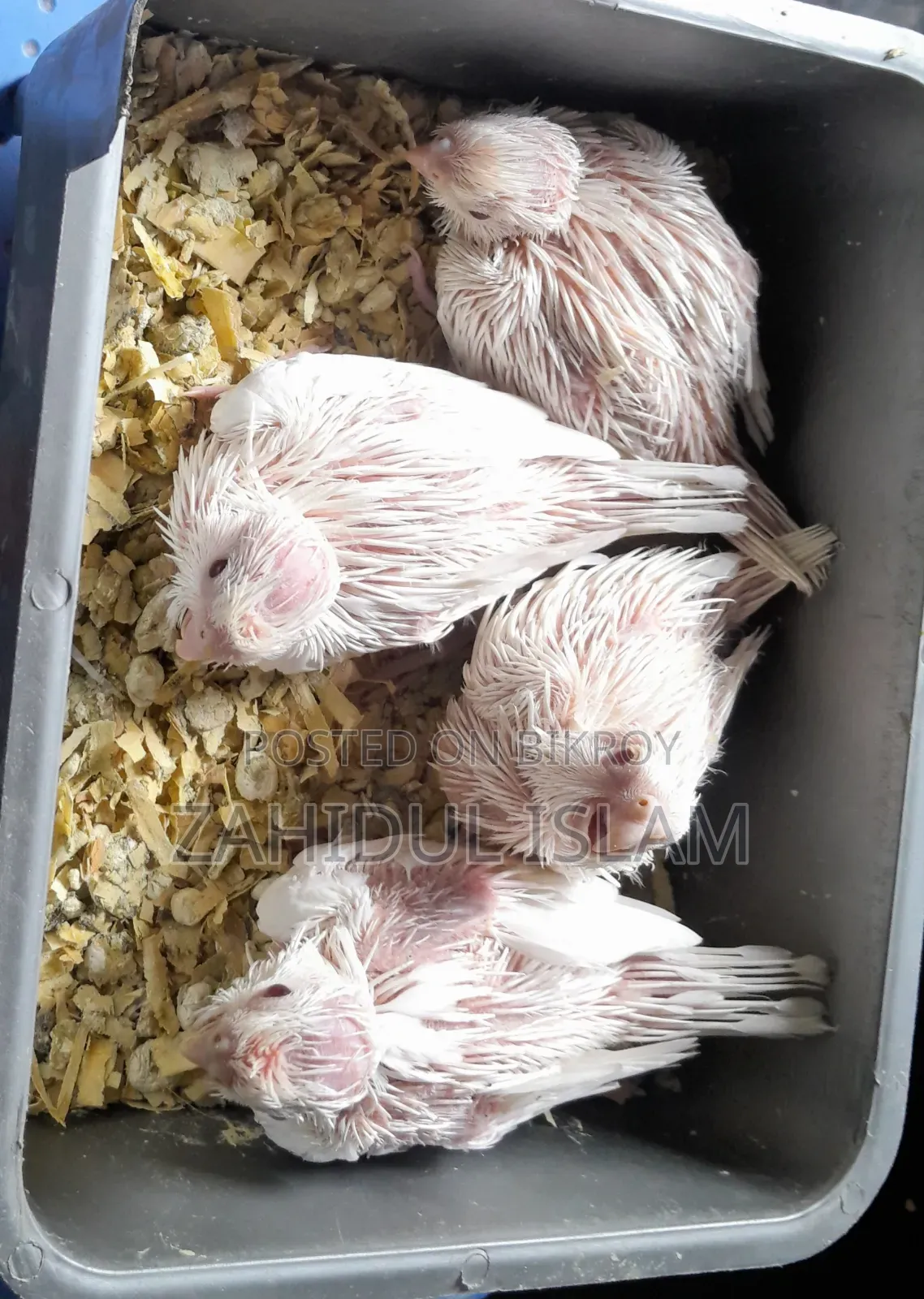 Albino Red-Eyed Cockatiel Baby