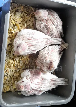 Albino Red-Eyed Cockatiel Baby