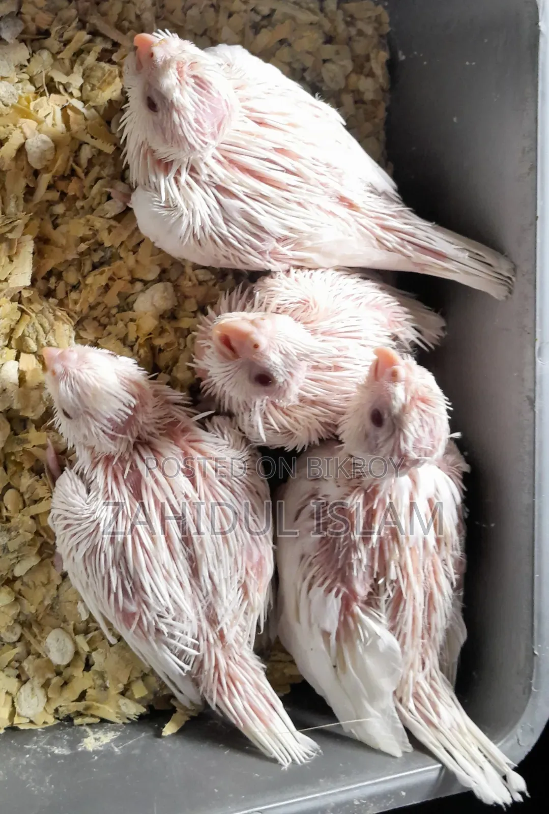 Albino Red-Eyed Cockatiel Baby