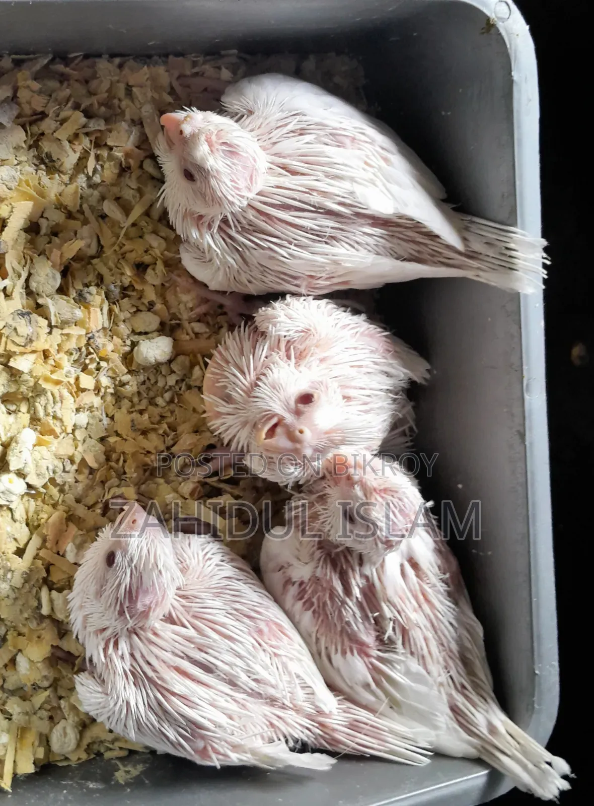 Albino Red-Eyed Cockatiel Baby