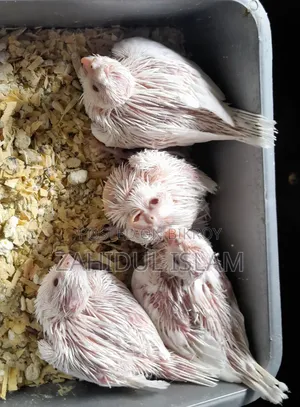 Albino Red-Eyed Cockatiel Baby
