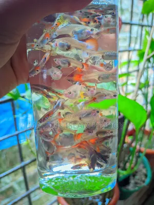 Guppy Fish