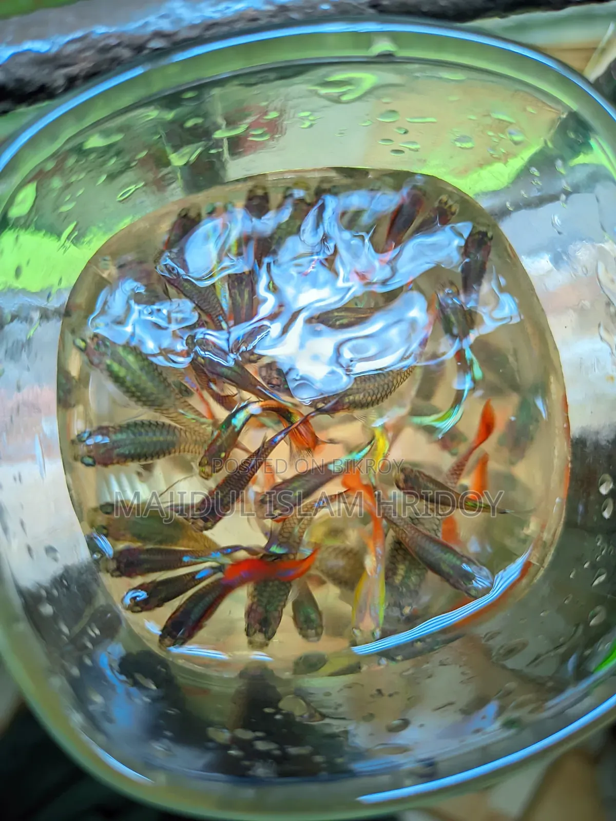 Guppy Fish