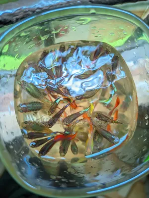 Guppy Fish
