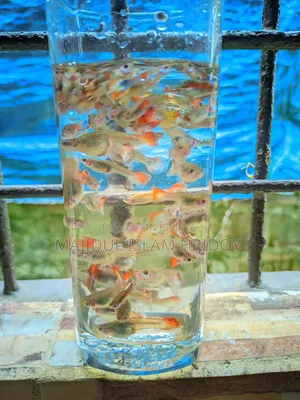 Guppy Fish