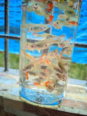 Guppy Fish