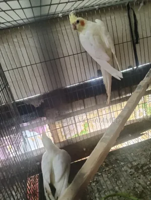 Lutino Cockatiel for sale
