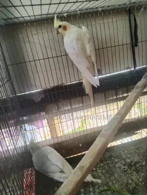 Lutino Cockatiel for sale