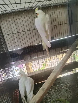 Lutino Cockatiel for sale