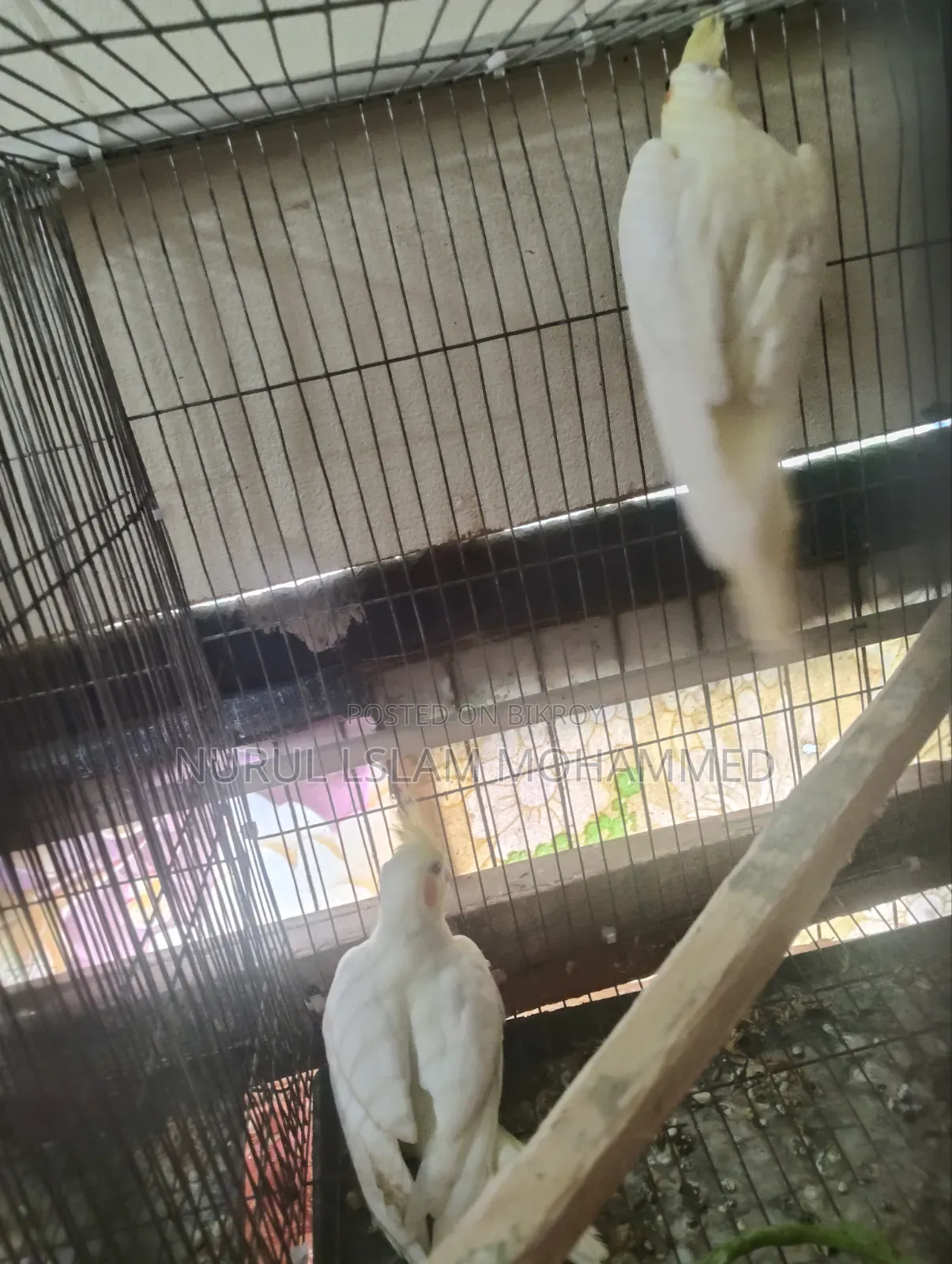 Lutino Cockatiel for sale