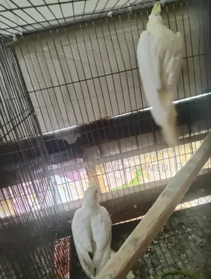 Lutino Cockatiel for sale