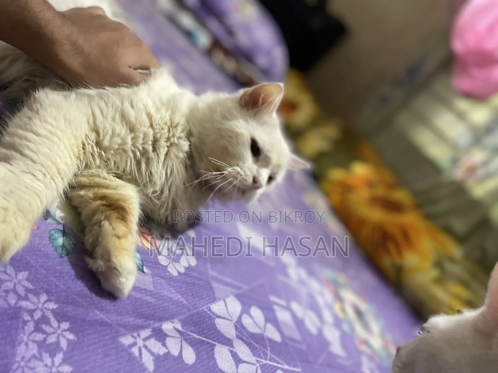 6-12 Months Male Purebred Persian