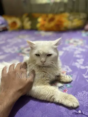6-12 Months Male Purebred Persian