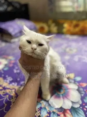 6-12 Months Male Purebred Persian