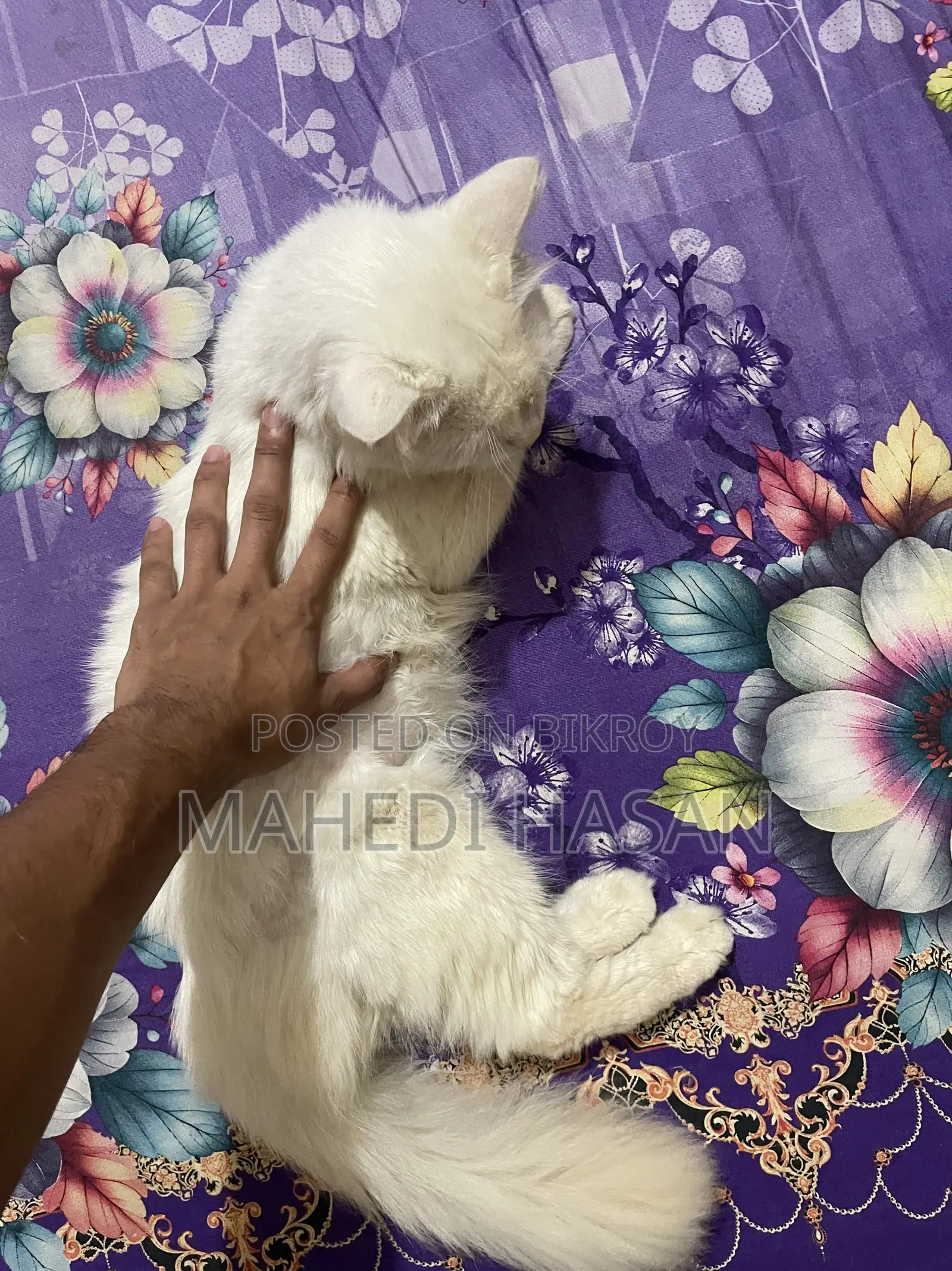 6-12 Months Male Purebred Persian