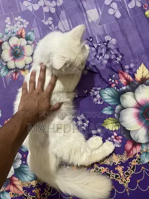 6-12 Months Male Purebred Persian