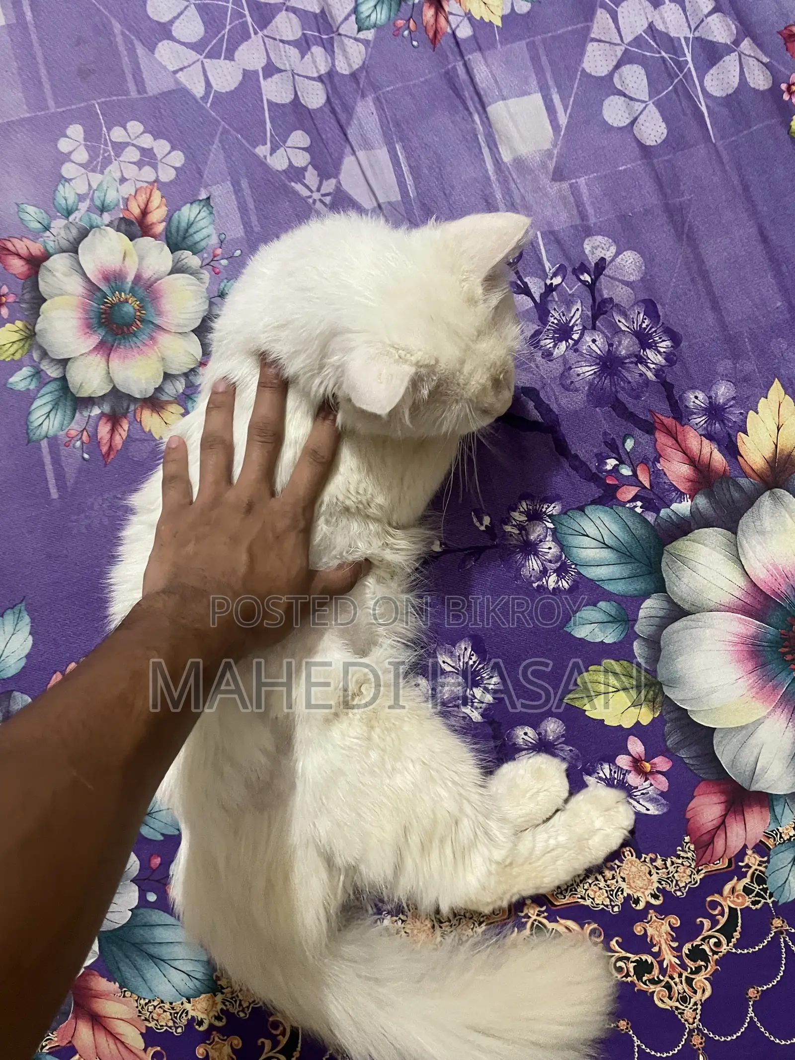 6-12 Months Male Purebred Persian