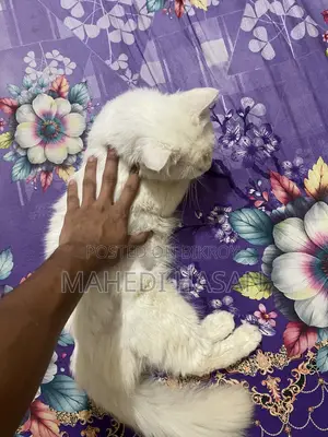 6-12 Months Male Purebred Persian