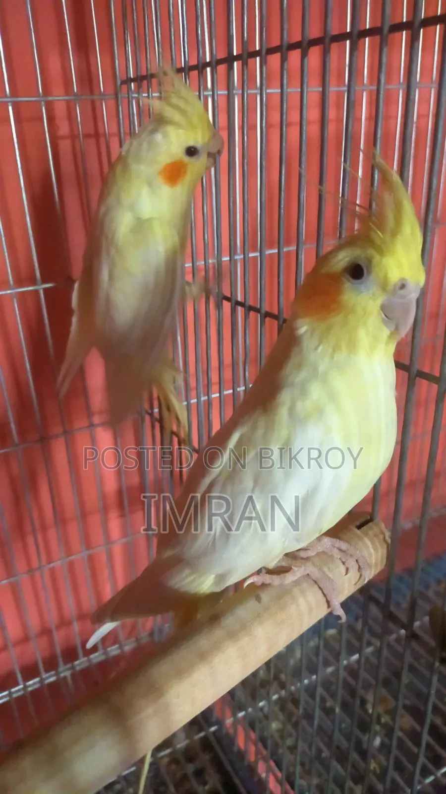 Sun Conure, Cocktail, Breeding Pair