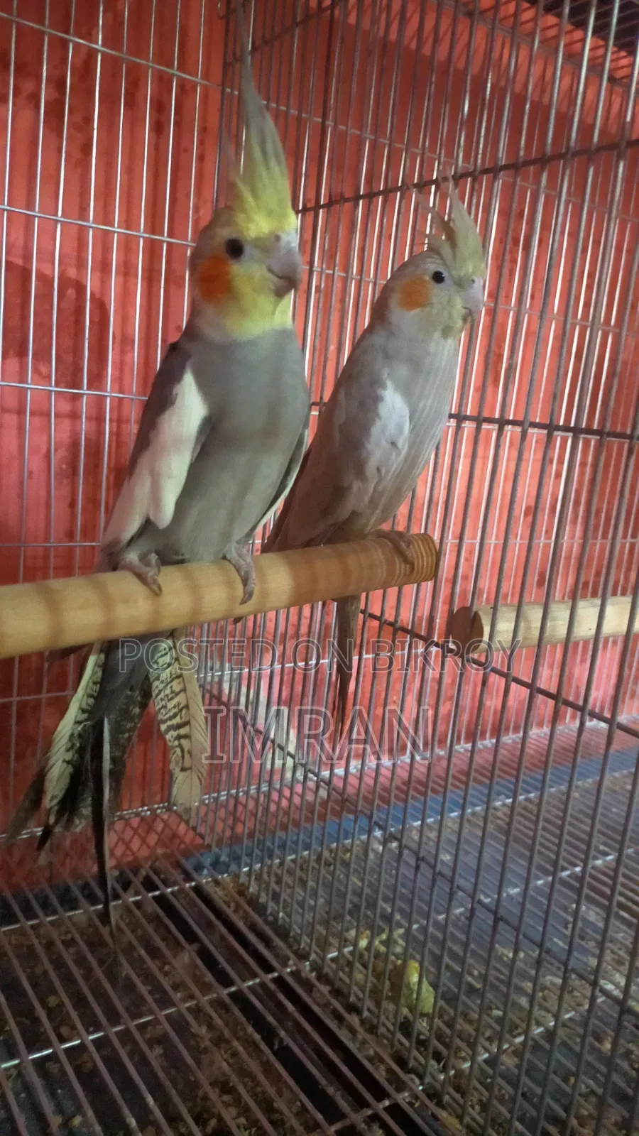 Sun Conure, Cocktail, Breeding Pair