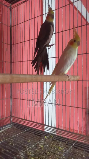 Sun Conure, Cocktail, Breeding Pair