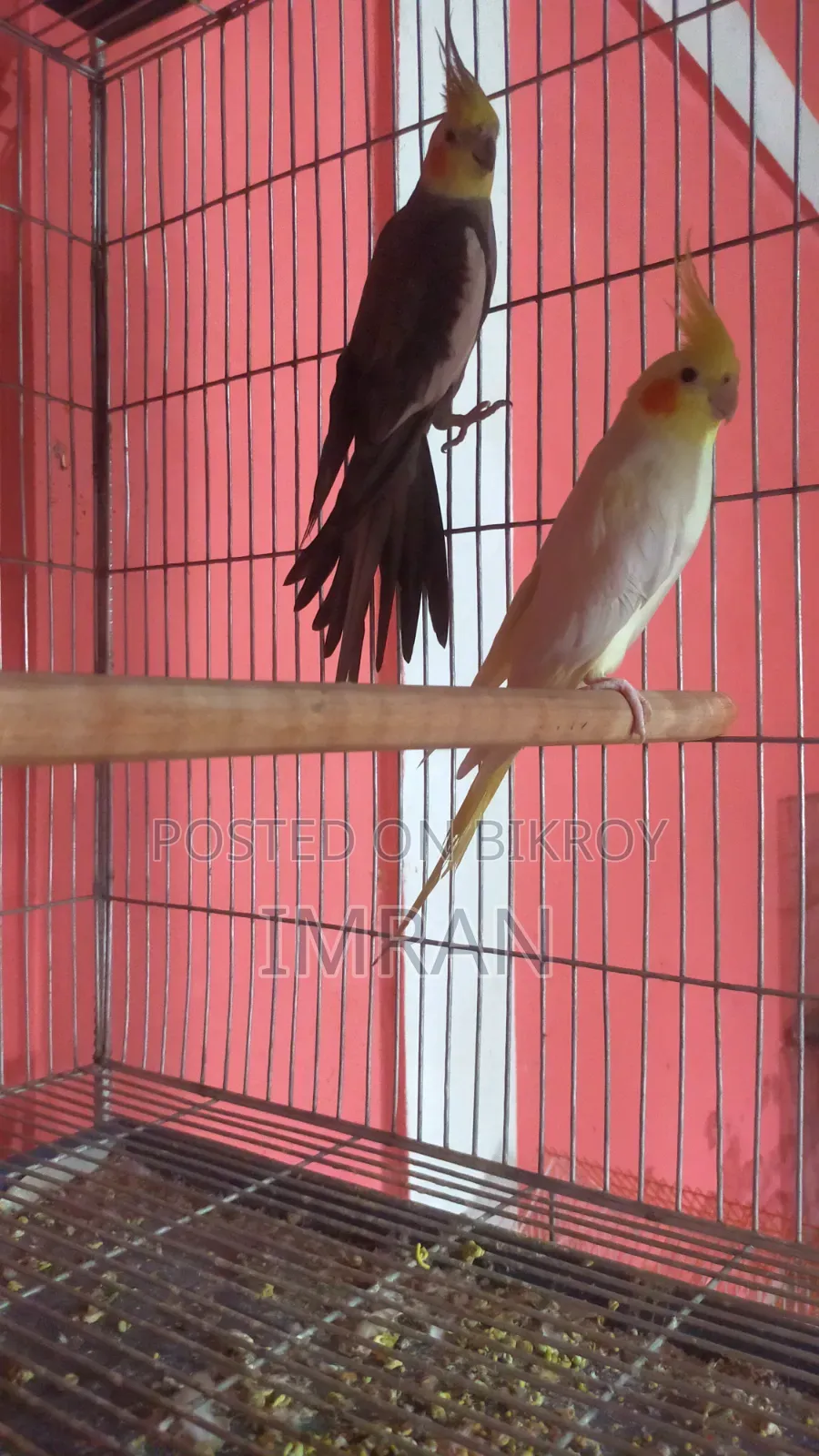 Sun Conure, Cocktail, Breeding Pair