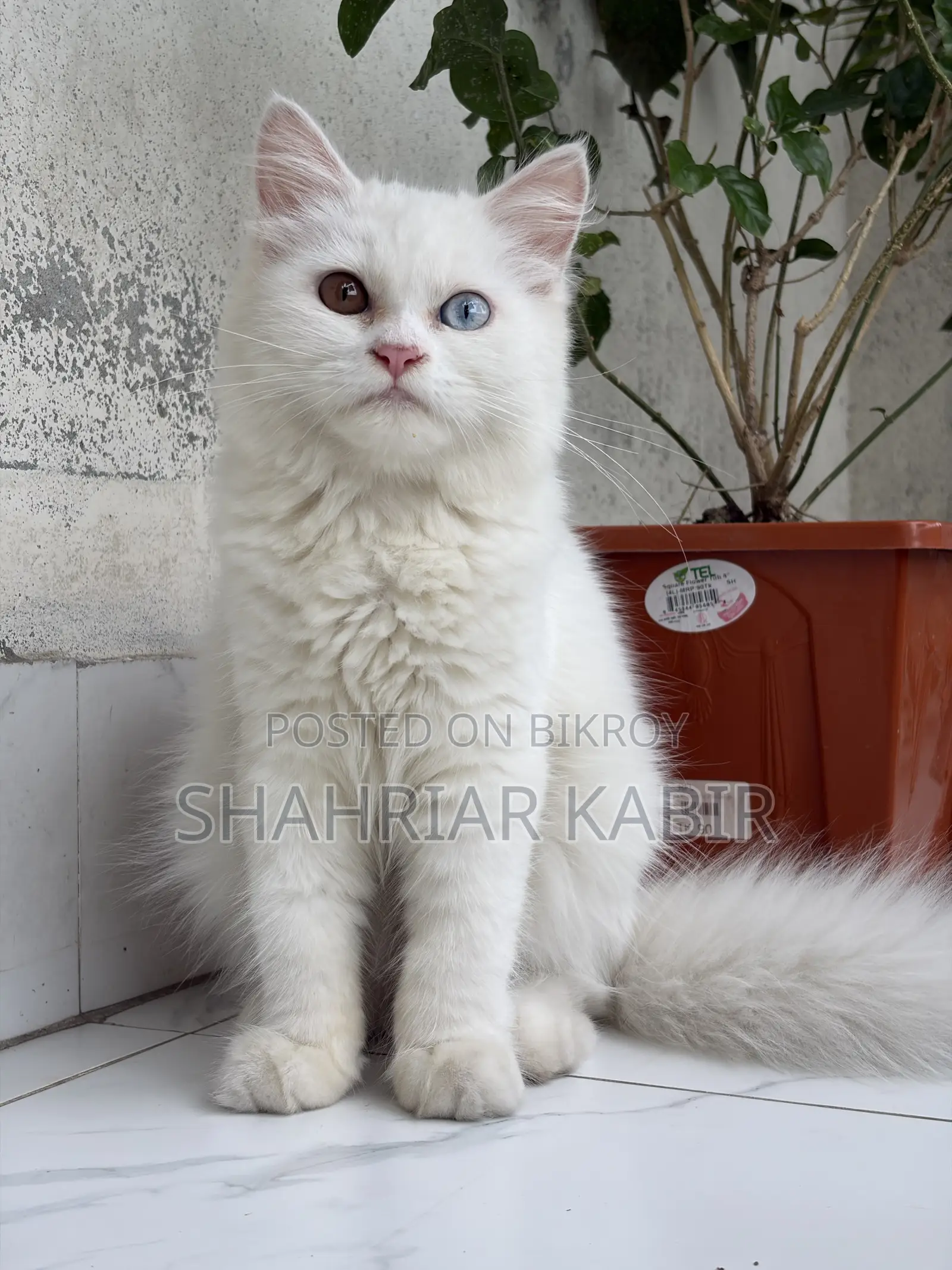 1-3 Months Male Purebred Persian