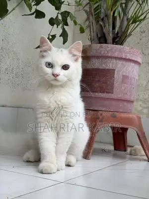 1-3 Months Male Purebred Persian