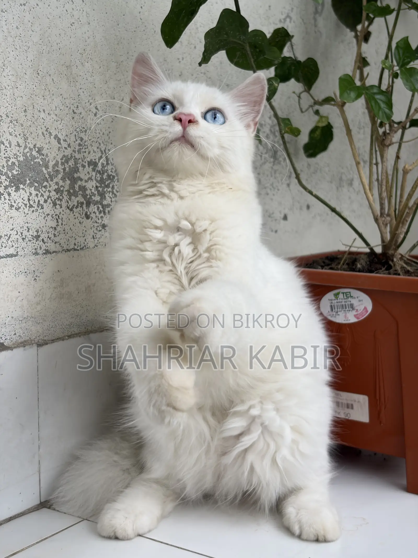 1-3 Months Male Purebred Persian