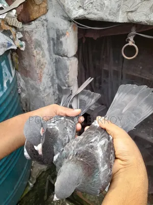 Pakistani Dabwali Pigeon