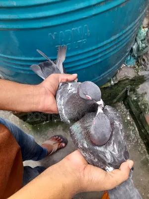 Pakistani Dabwali Pigeon