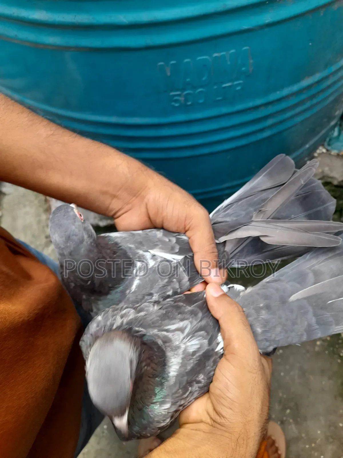 Pakistani Dabwali Pigeon