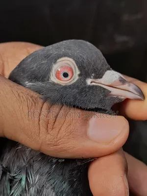 Pakistani Dabwali Pigeon