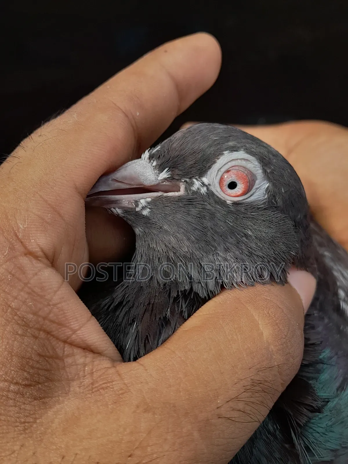 Pakistani Dabwali Pigeon