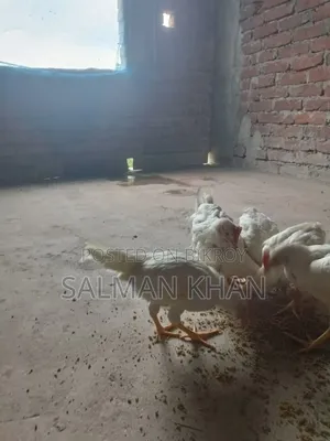 Layer Cock Chicken