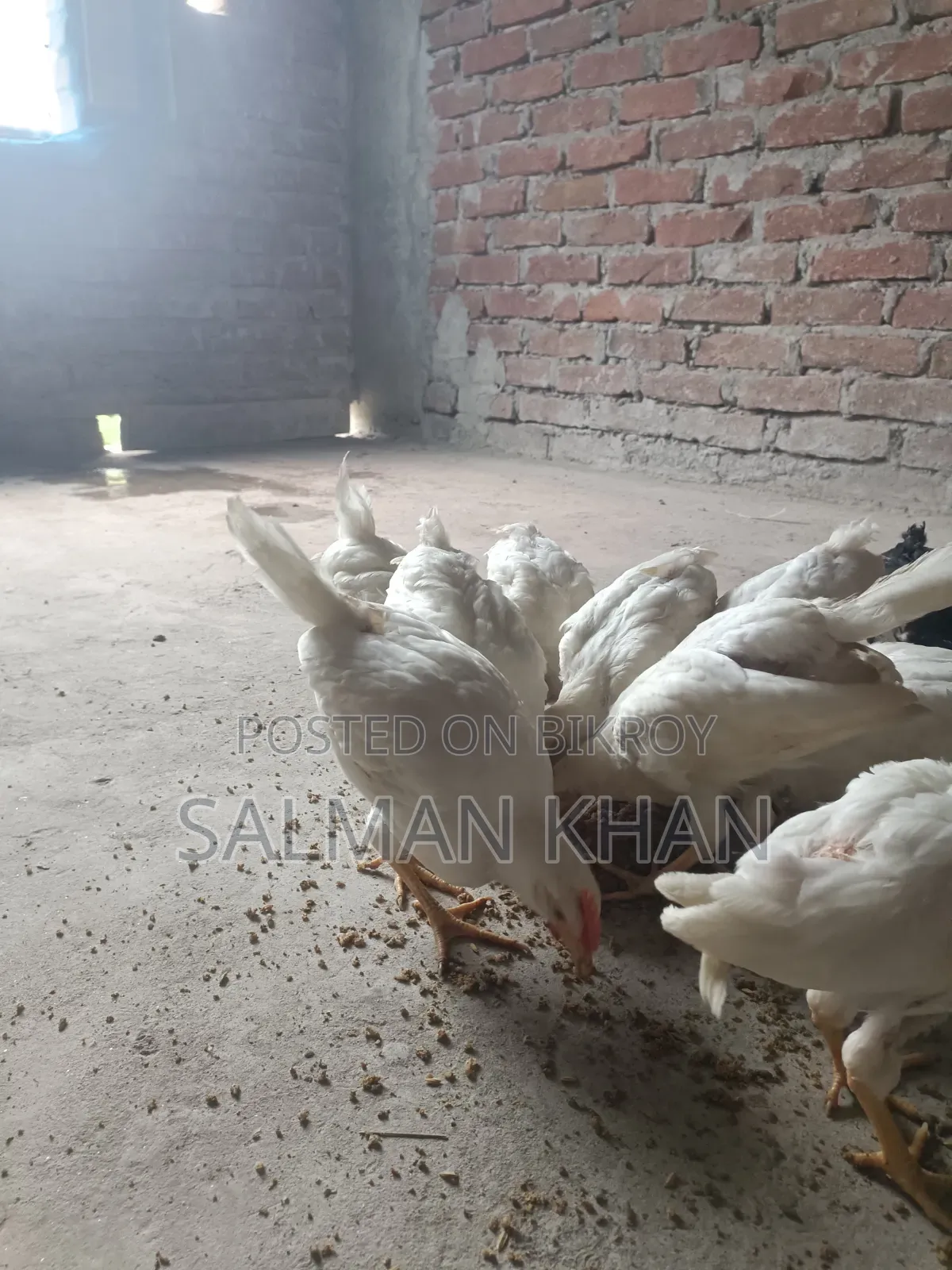 Layer Cock Chicken