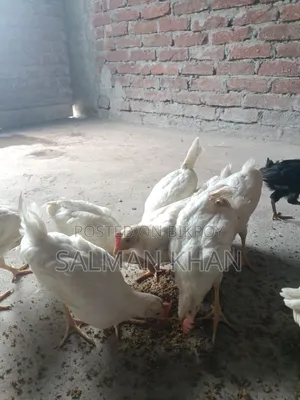 Layer Cock Chicken