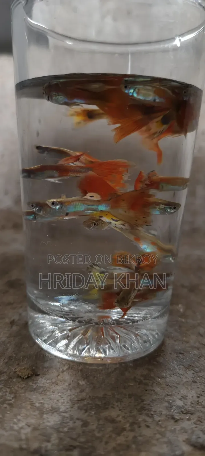 Mix Guppy High Quality