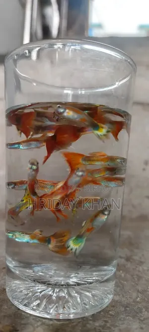 Mix Guppy High Quality