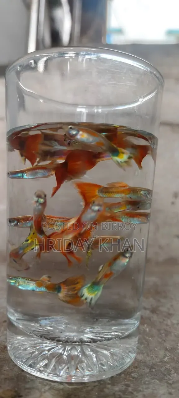 Mix Guppy High Quality