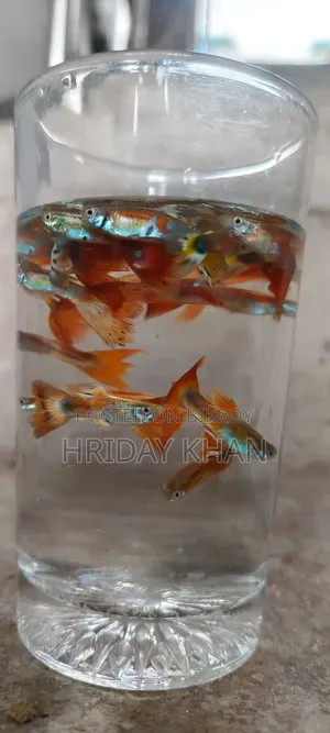 Mix Guppy High Quality