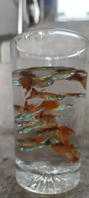 Mix Guppy High Quality