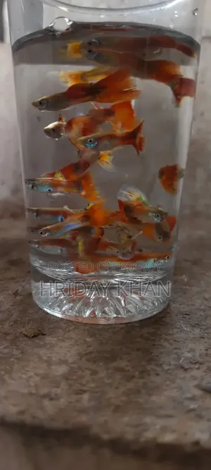 Mix Guppy High Quality